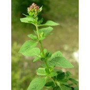 Oregano von Young Living bei Naturessenzen online in Österreich und Deutschland bestellen.