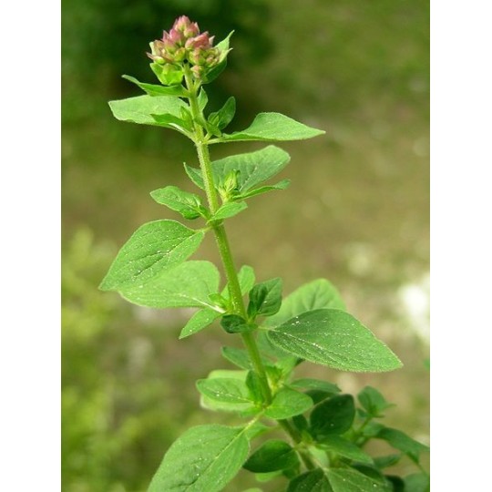 Oregano von Young Living bei Naturessenzen online in Österreich und Deutschland bestellen.