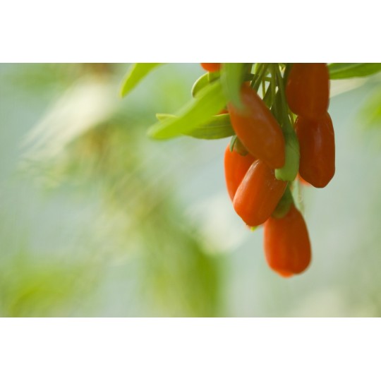 NingXia Red von Young Living im Naturessenzen Online-Shop kaufen. Online bestellen für Lieferung in Österreich und Deutschland