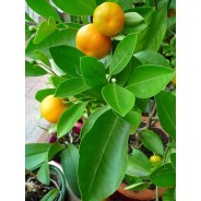 Mandarine+  Plusöl von Young Living im Naturessenzen Online-Shop kaufen. Bestellen & Lieferung in Österreich & Deutschland