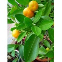 Mandarine+  Plusöl von Young Living im Naturessenzen Online-Shop kaufen. Bestellen & Lieferung in Österreich & Deutschland