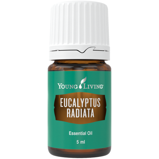 Eukalyptus radiata, 5 ml, ätherisches Öl, Young Living online kaufen bei Naturessenzen