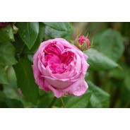 Rose ätherisches Öl von Young Living im Naturessenzen Online-Shop kaufen. Bestellen & Lieferung in Österreich & Deutschland