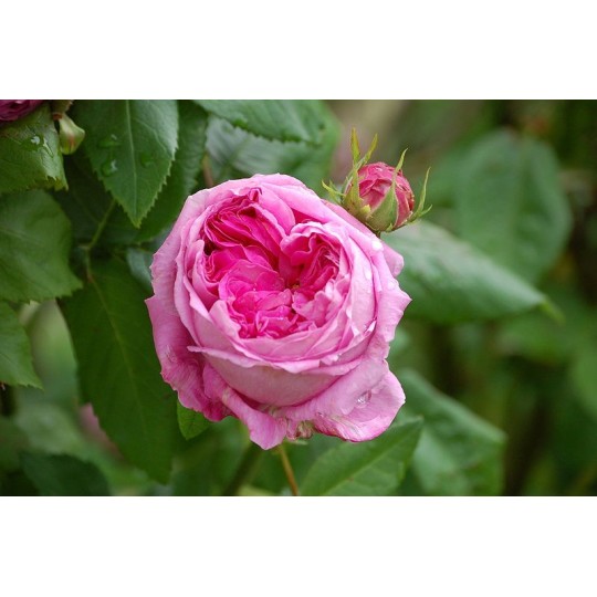 Rose ätherisches Öl von Young Living im Naturessenzen Online-Shop kaufen. Bestellen & Lieferung in Österreich & Deutschland