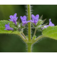 Dorado Azul, Young Living ätherisches Öl. Online bestellen bei Naturessenzen. Versand in Österreich & Deutschland