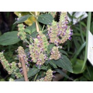 Patchouli ätherisches Öl von Young Living online bestellen bei Naturessenzen. Versand in Österreich & Deutschland