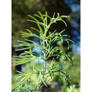 Dill, Young Living ätherisches Öl. Online bestellen bei Naturessenzen. Versand in Österreich & Deutschland