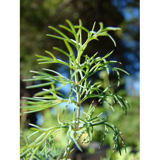 Dill, Young Living ätherisches Öl. Online bestellen bei Naturessenzen. Versand in Österreich & Deutschland