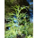 Dill, Young Living ätherisches Öl. Online bestellen bei Naturessenzen. Versand in Österreich & Deutschland