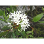 Ledum, Young Living ätherisches Öl online bestellen bei Naturessenzen. Versand in Österreich & Deutschland
