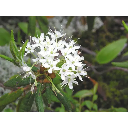 Ledum, Young Living ätherisches Öl online bestellen bei Naturessenzen. Versand in Österreich & Deutschland