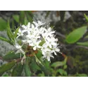 Ledum, Young Living ätherisches Öl online bestellen bei Naturessenzen. Versand in Österreich & Deutschland