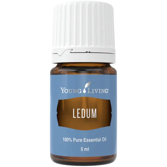 Ledum, Young Living ätherisches Öl online bestellen bei Naturessenzen. Versand in Österreich & Deutschland