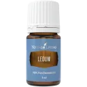 Ledum, Young Living ätherisches Öl online bestellen bei Naturessenzen. Versand in Österreich & Deutschland
