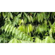 Ocotea, Young Living ätherisches Öl online bestellen bei Naturessenzen. Versand in Österreich & Deutschland