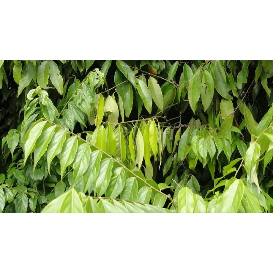 Ocotea, Young Living ätherisches Öl online bestellen bei Naturessenzen. Versand in Österreich & Deutschland