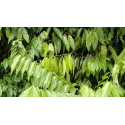 Ocotea, Young Living ätherisches Öl online bestellen bei Naturessenzen. Versand in Österreich & Deutschland