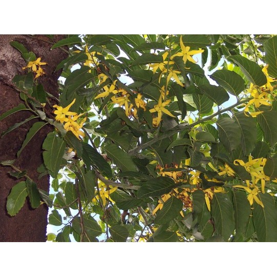 Ylang Ylang, Young Living ätherisches Öl online bestellen bei Naturessenzen. Versand in Österreich & Deutschland