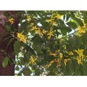 Ylang Ylang, Young Living ätherisches Öl online bestellen bei Naturessenzen. Versand in Österreich & Deutschland