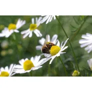 Echte, deutsche Kamille, Young Living ätherisches Öl als kosmetisches Mittel online bestellen bei Naturessenzen