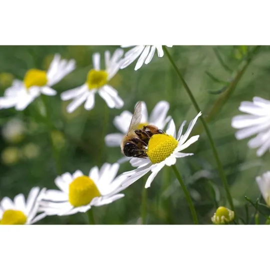 Echte, deutsche Kamille, Young Living ätherisches Öl als kosmetisches Mittel online bestellen bei Naturessenzen