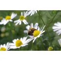Echte, deutsche Kamille, Young Living ätherisches Öl als kosmetisches Mittel online bestellen bei Naturessenzen