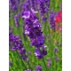 Lavendel, Autor H. Zell, Wikimedia